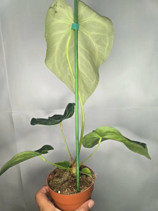 Anthurium "Magnificum" XXL