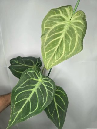 Anthurium "Magnificum" XXL