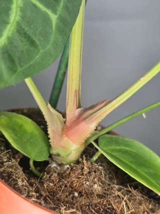 Anthurium "Magnificum" XXL