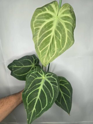 Anthurium "Magnificum" XXL