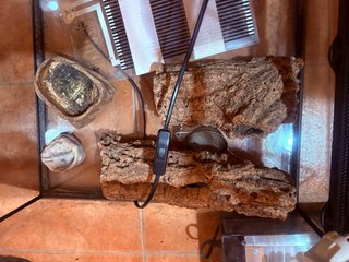 Terrario 45cm con Accesorios