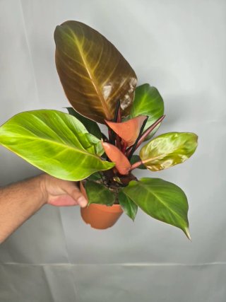 Philodendron "Sunlight"