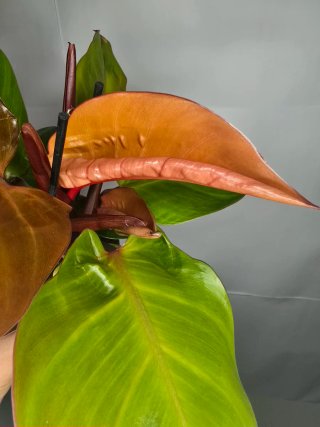 Philodendron "Sunlight"