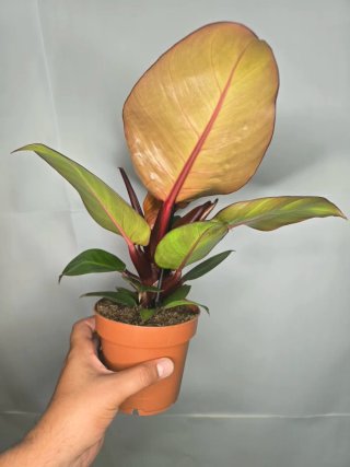 Philodendron "Sunlight"