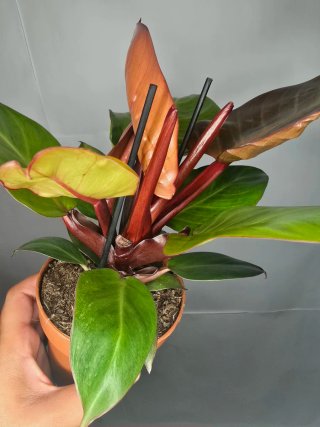 Philodendron "Sunlight"