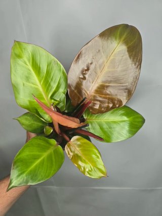 Philodendron "Sunlight"