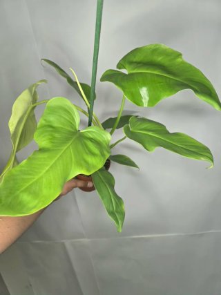 Philodendron "Golden Violin"
