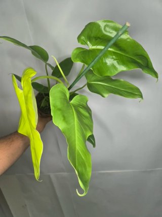 Philodendron "Golden Violin"