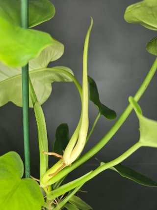 Philodendron "Golden Violin"