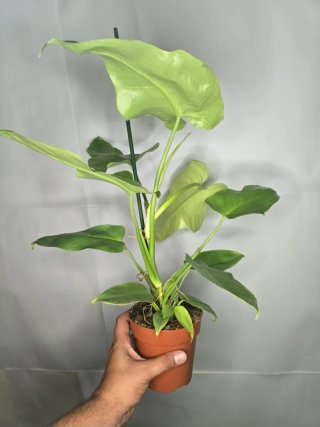 Philodendron "Golden Violin"