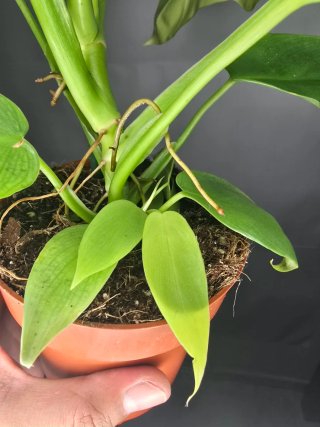 Philodendron "Golden Violin"