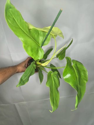 Philodendron "Golden Violin"