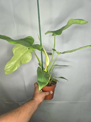 Philodendron "Golden Violin"