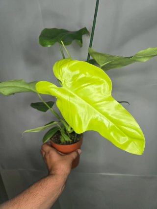 Philodendron "Golden Violin"