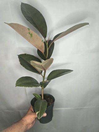 Ficus "Camouflage" Grande