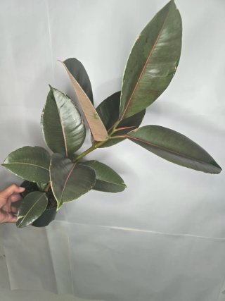 Ficus "Camouflage" Grande