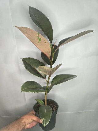 Ficus "Camouflage" Grande