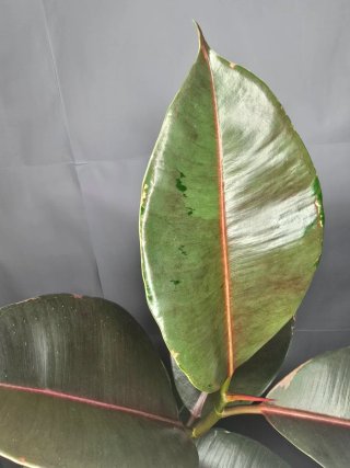 Ficus "Camouflage" Grande