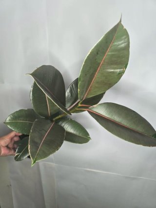 Ficus "Camouflage" Grande