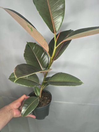 Ficus "Camouflage" Grande