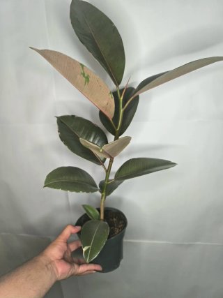 Ficus "Camouflage" Grande