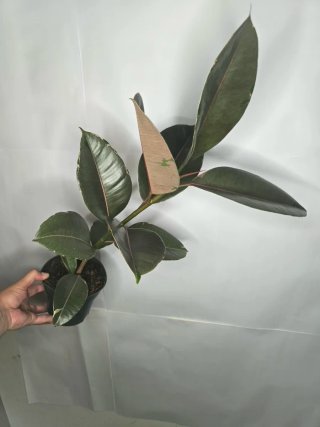 Ficus "Camouflage" Grande