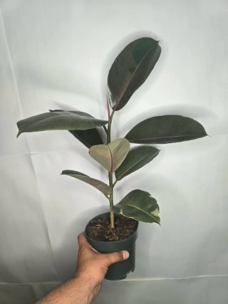 Ficus "Camuflaje"