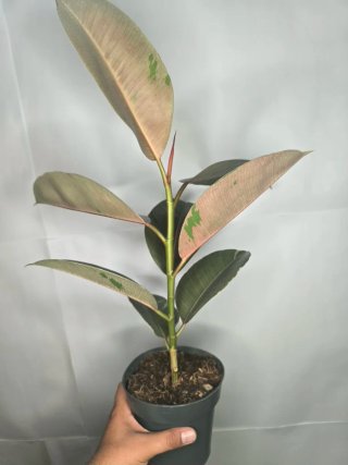 Ficus "Camuflaje"