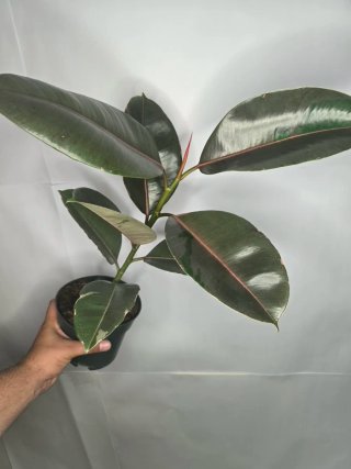 Ficus "Camuflaje"