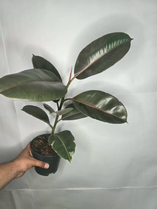 Ficus "Camuflaje"