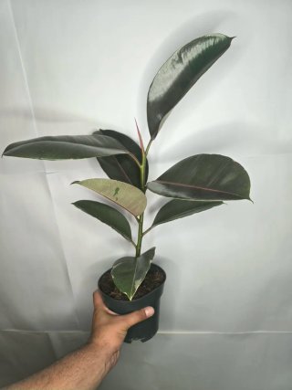 Ficus "Camuflaje"