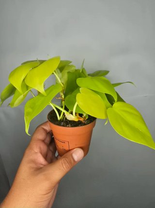 Philodendron "Neon"