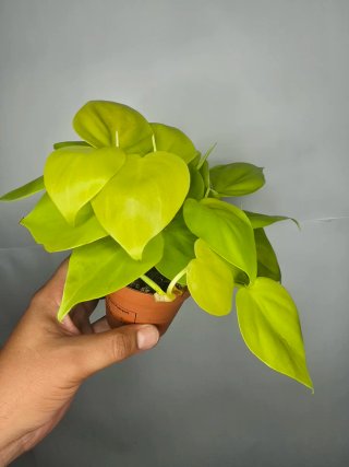 Philodendron "Neon"
