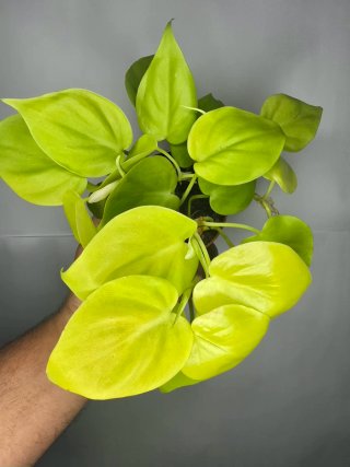 Philodendron "Neon"