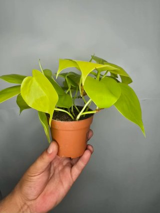 Philodendron "Neon"