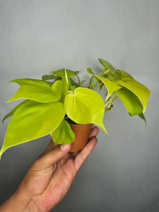 Philodendron "Neon"
