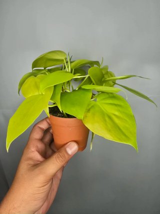 Philodendron "Neon"