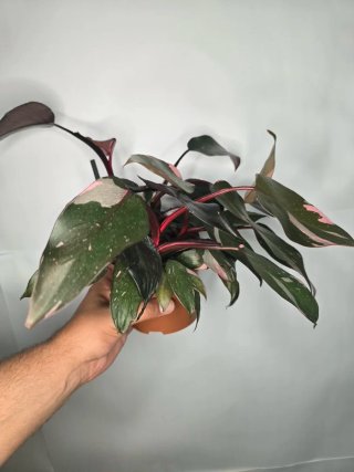 Philodendron "Pink Princess" (4 philos en maceta)