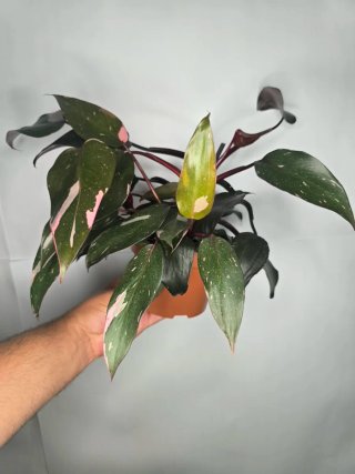 Philodendron "Pink Princess" (4 philos en maceta)