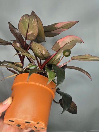 Philodendron "Pink Princess" (4 philos en maceta)