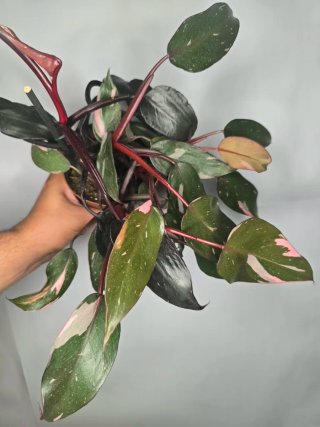 Philodendron "Pink Princess" (4 philos en maceta)