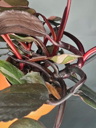 Philodendron "Pink Princess" (4 philos en maceta)