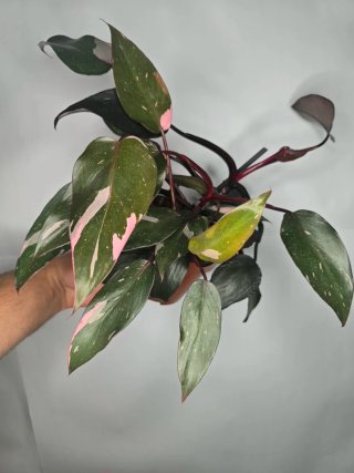 Philodendron "Pink Princess" (4 philos en maceta)