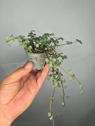 Pilea Glaucophylla "Greyzy" baby