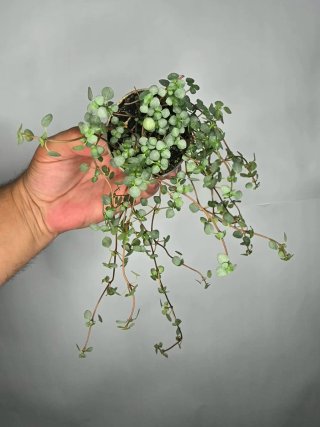 Pilea Glaucophylla "Greyzy" baby