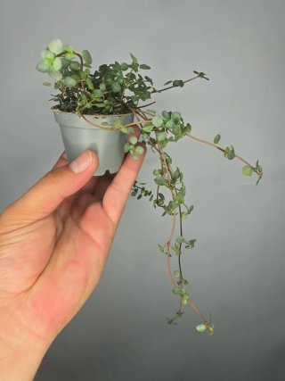 Pilea Glaucophylla "Greyzy" baby