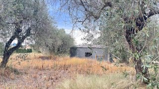 Campo