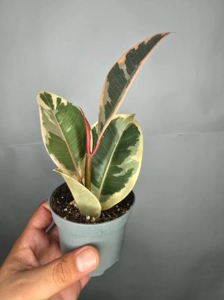 Ficus "Elastica Tineke" baby