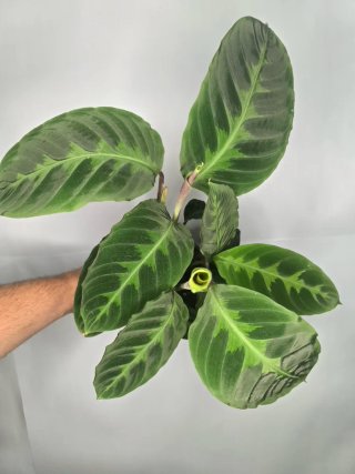 Calathea "Warscewiczii"