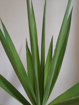 Planta Yuca en Maceta Negra (no cactus)